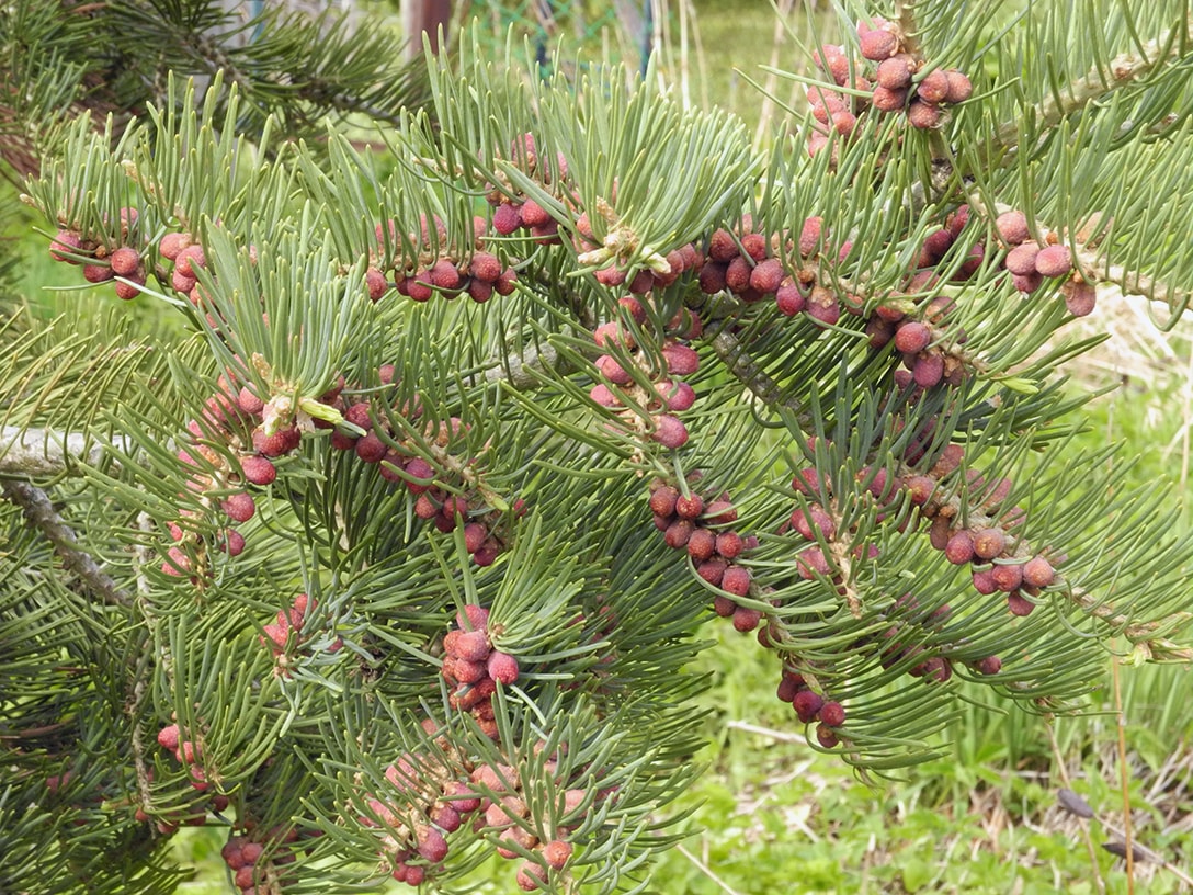 Image of Abies concolor specimen.