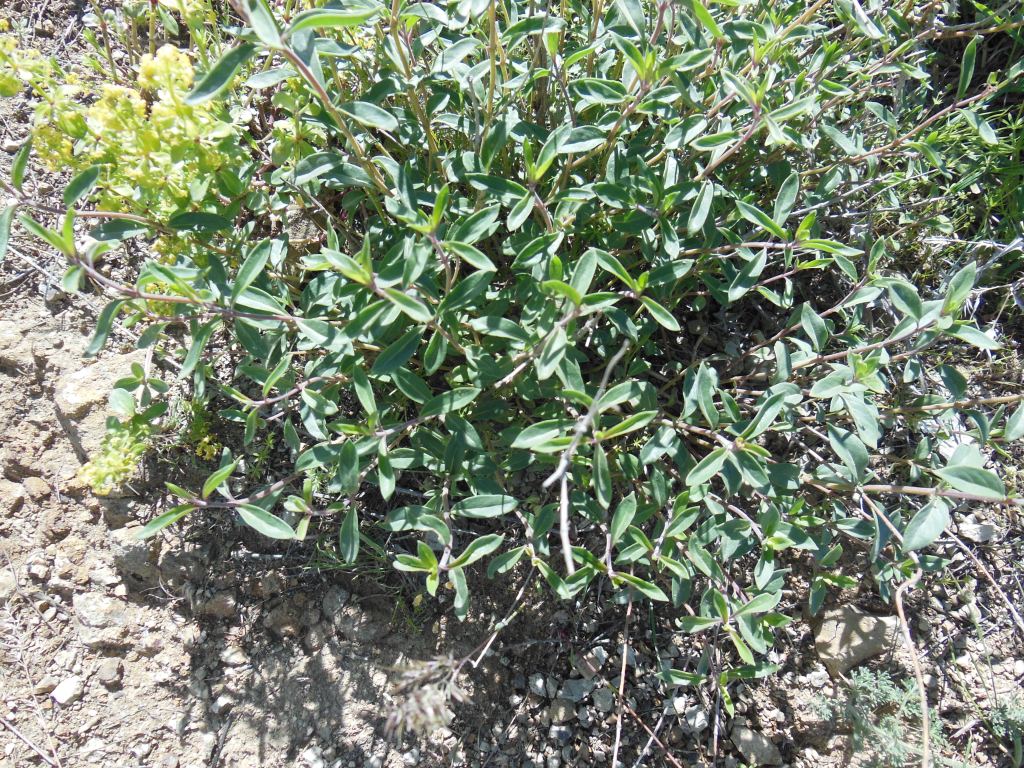 Image of Ziziphora clinopodioides specimen.