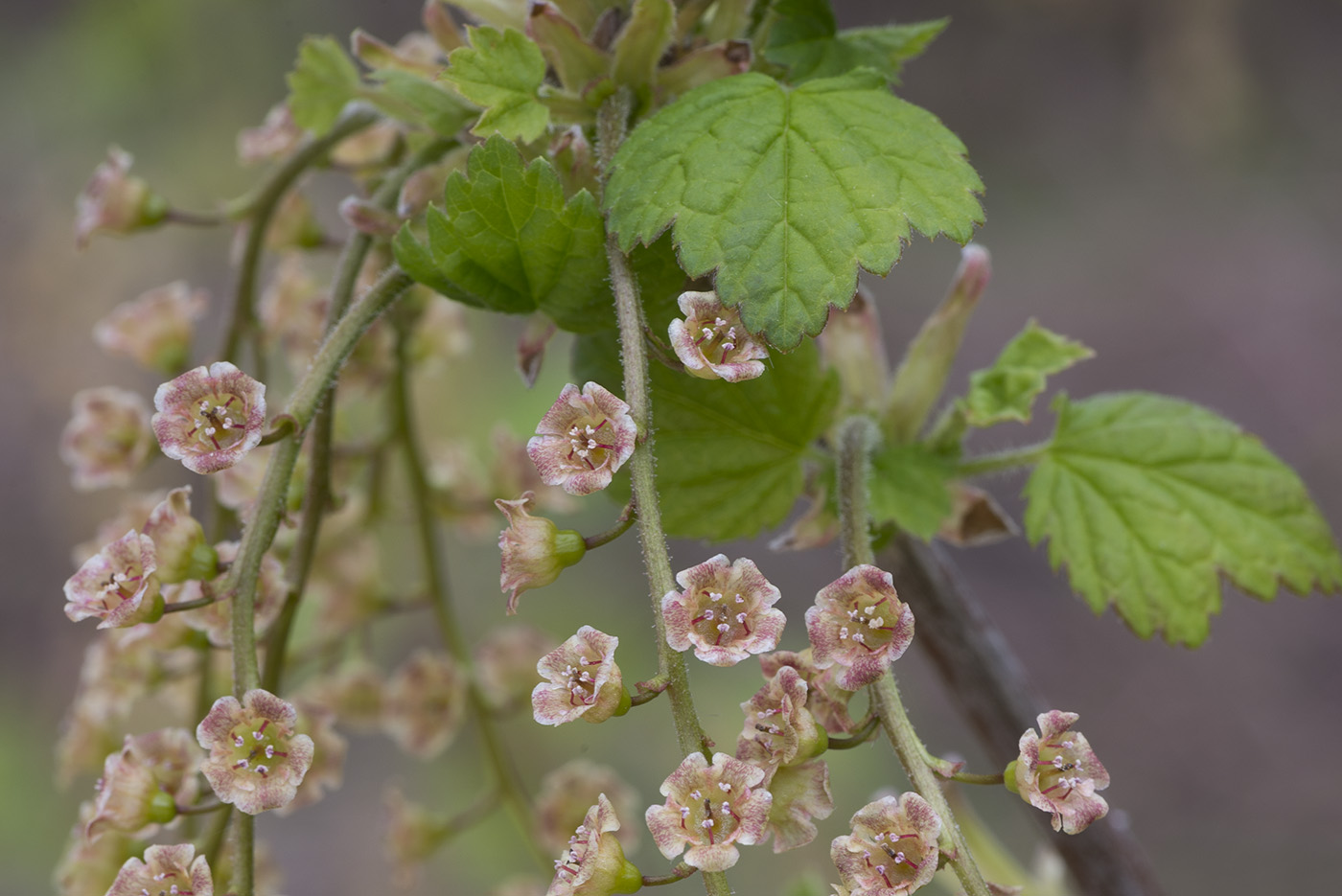 Изображение особи Ribes spicatum.