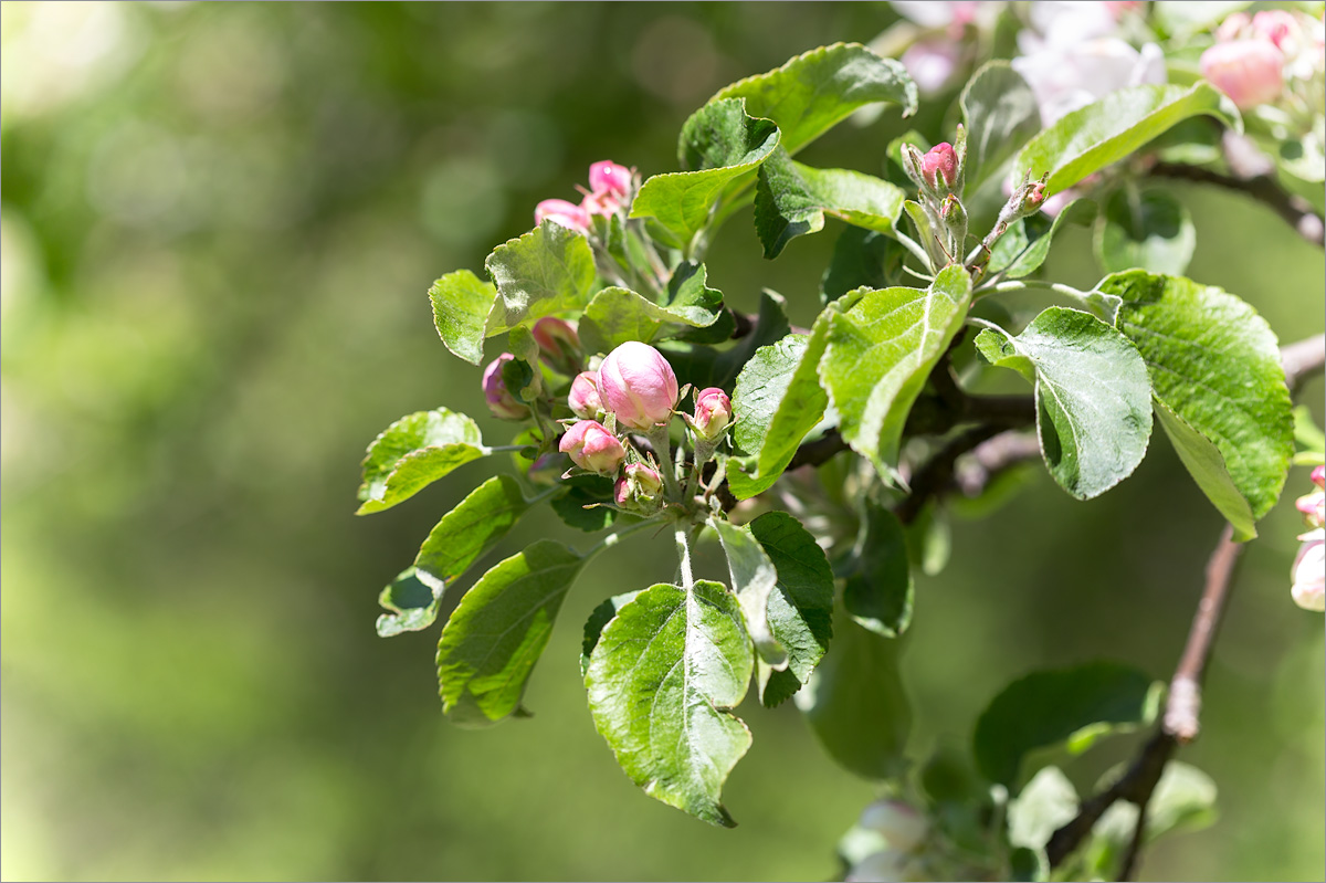 Изображение особи Malus domestica.