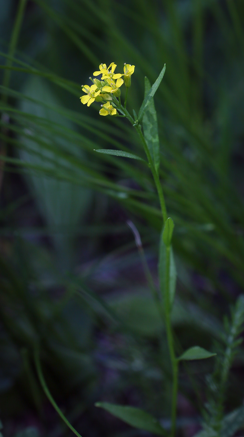 Изображение особи Erysimum cheiranthoides.