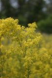 Galium verum. Соцветие. Ростовская обл., г. Волгодонск, на окраине Панского леса в поле. 19.06.2017.