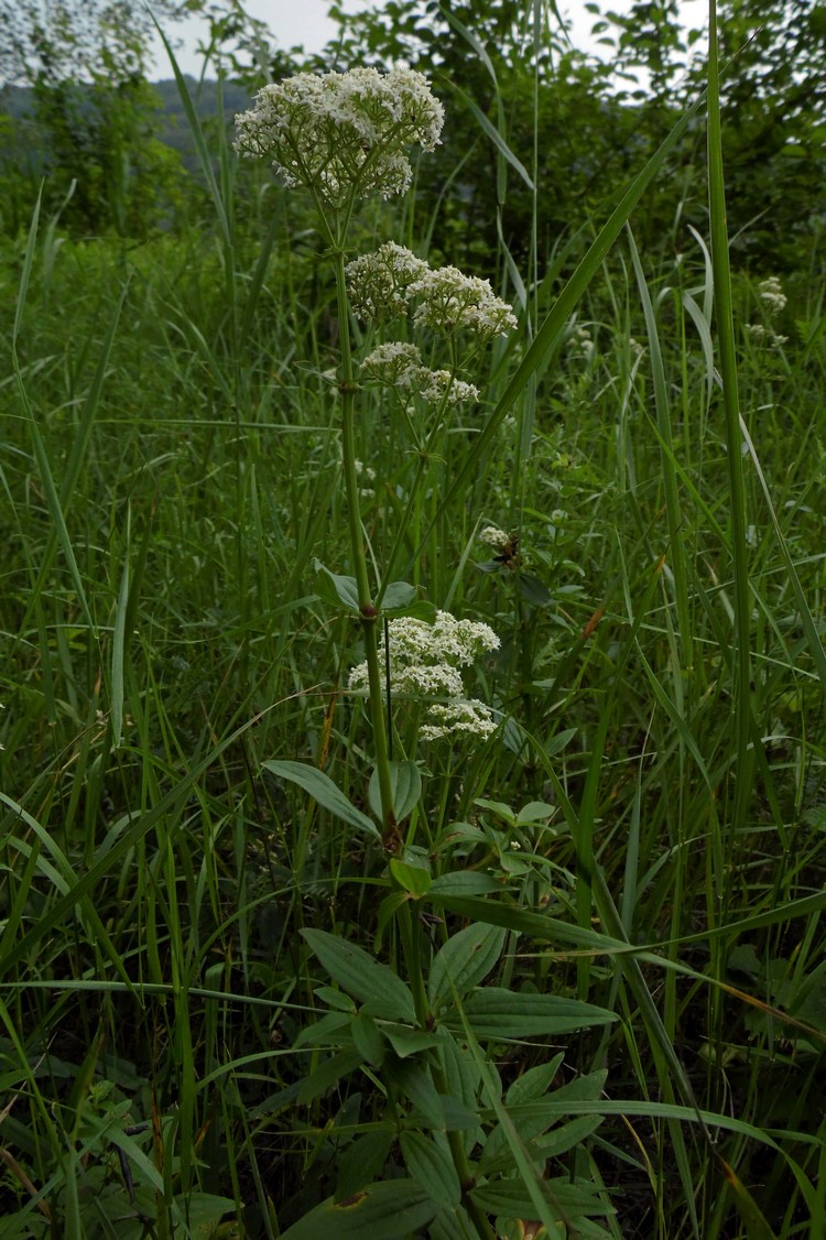 Image of Galium rubioides specimen.