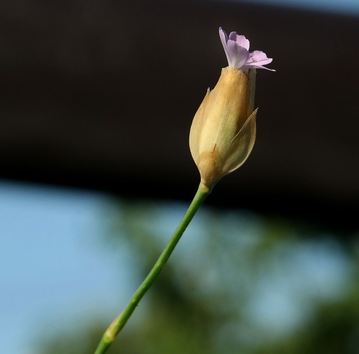 Изображение особи Petrorhagia prolifera.