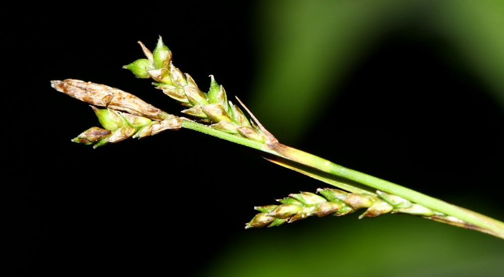 Image of Carex subebracteata specimen.