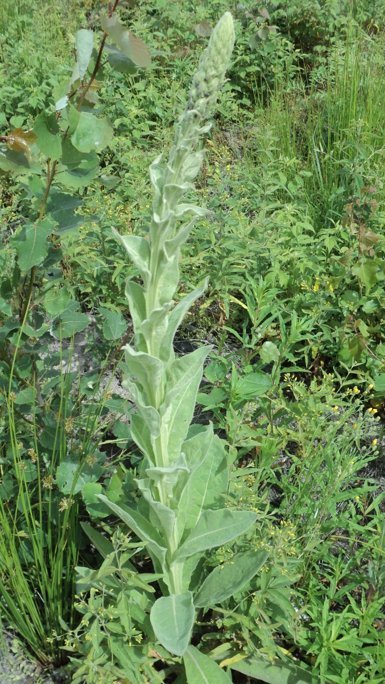 Изображение особи Verbascum thapsus.