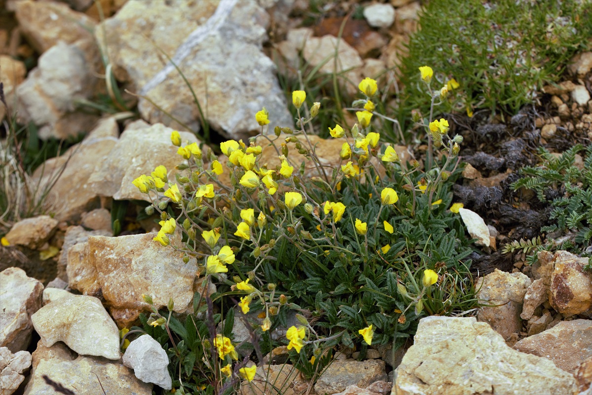 Изображение особи Helianthemum buschii.