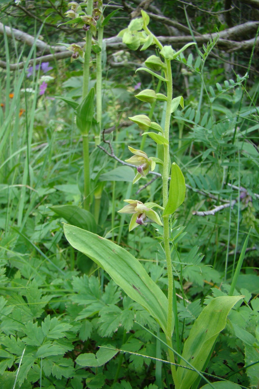 Изображение особи Epipactis helleborine.