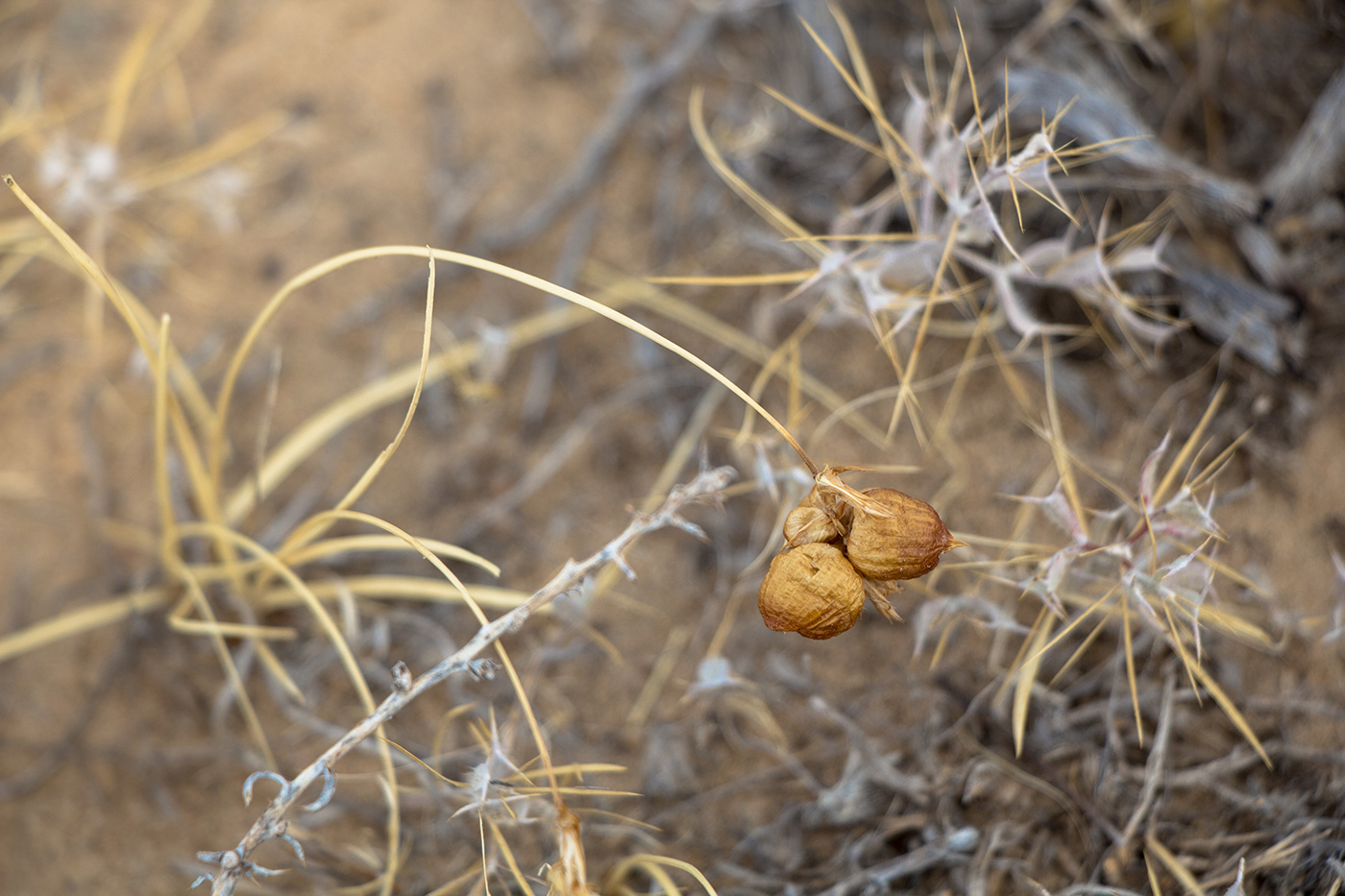 Image of Carex physodes specimen.