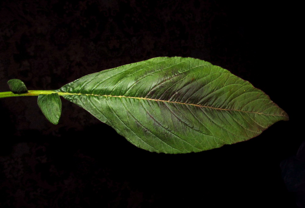 Image of Amaranthus tricolor specimen.
