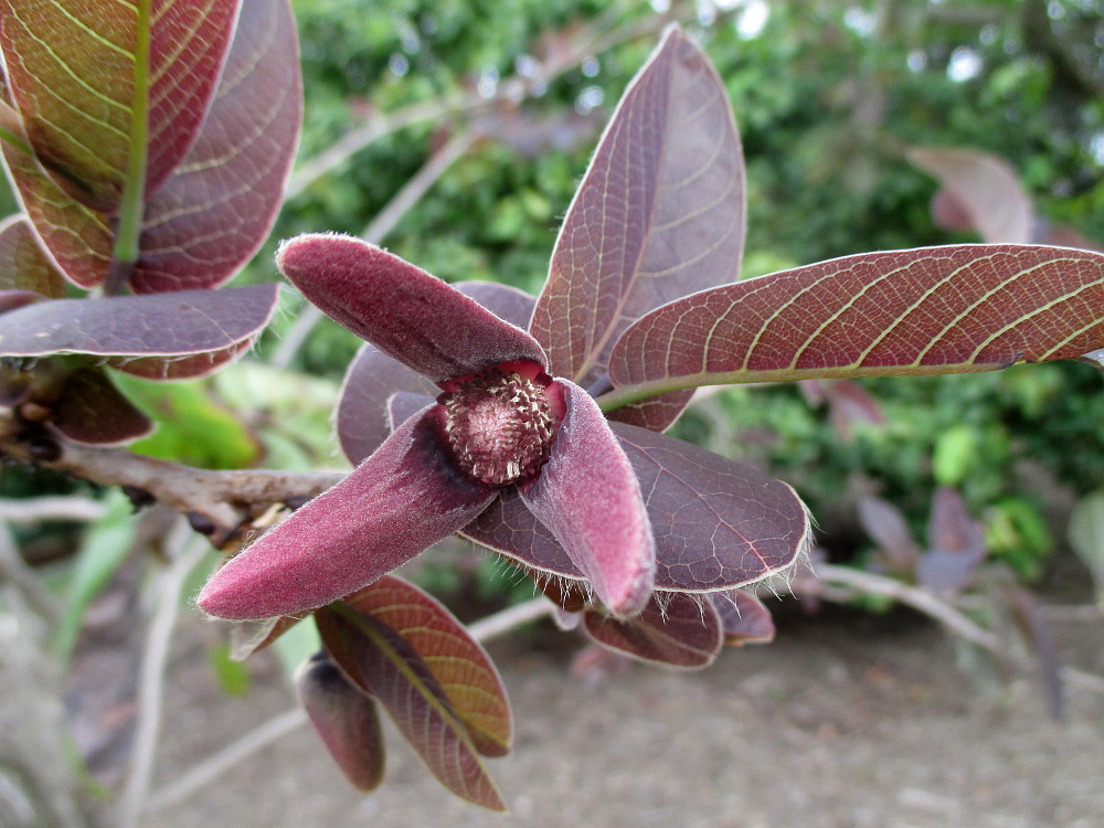 Image of Annona macroprophyllata specimen.