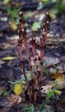 Hypopitys monotropa. Плодоносящее растение. Пермский край, Оханский р-н, Тулумбаихинское сельское поселение, Кунчурихинский бор, сосново-пихтовый бор с березо-липовым подлеском. 10.09.2017.