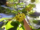 genus Ehretia. Ветви с соплодиями. Крым, Южный берег, Никитский сад, Нижний парк. 17.09.2017.
