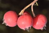 Cotoneaster soongoricus