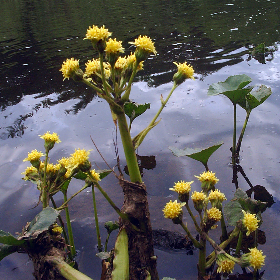 Image of Petasites radiatus specimen.