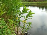 Naumburgia thyrsiflora