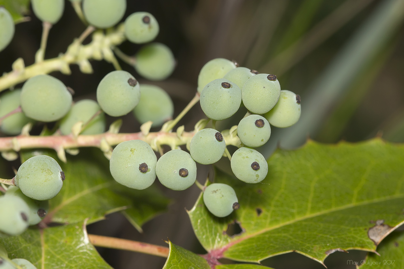 Изображение особи Mahonia aquifolium.