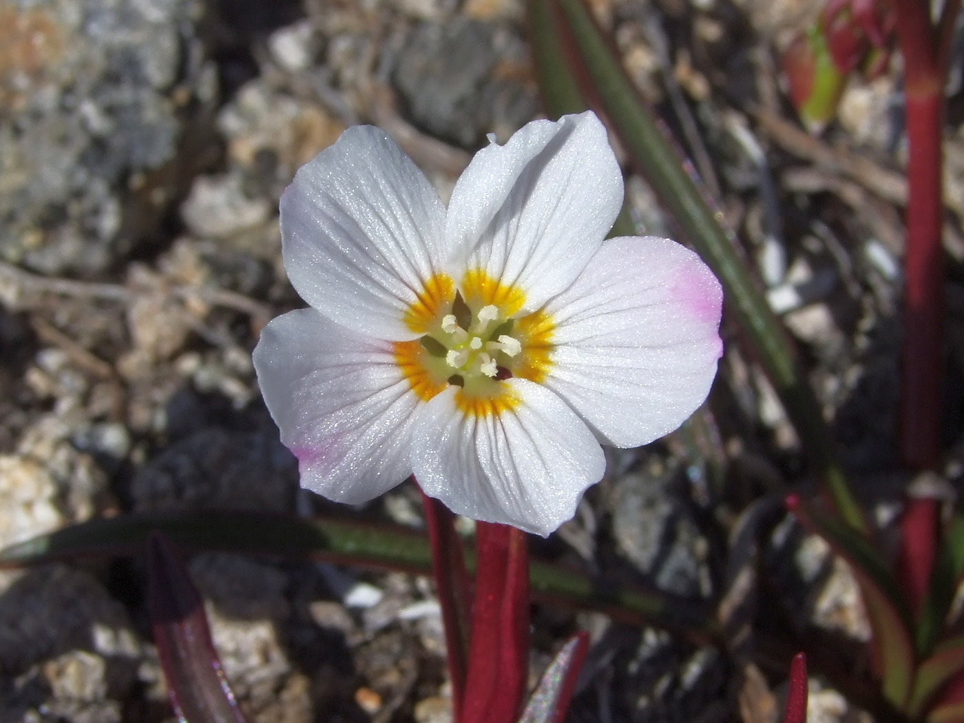 Image of Claytonia soczaviana specimen.