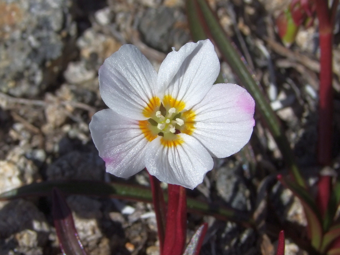 Изображение особи Claytonia soczaviana.