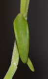 genus Aptenia