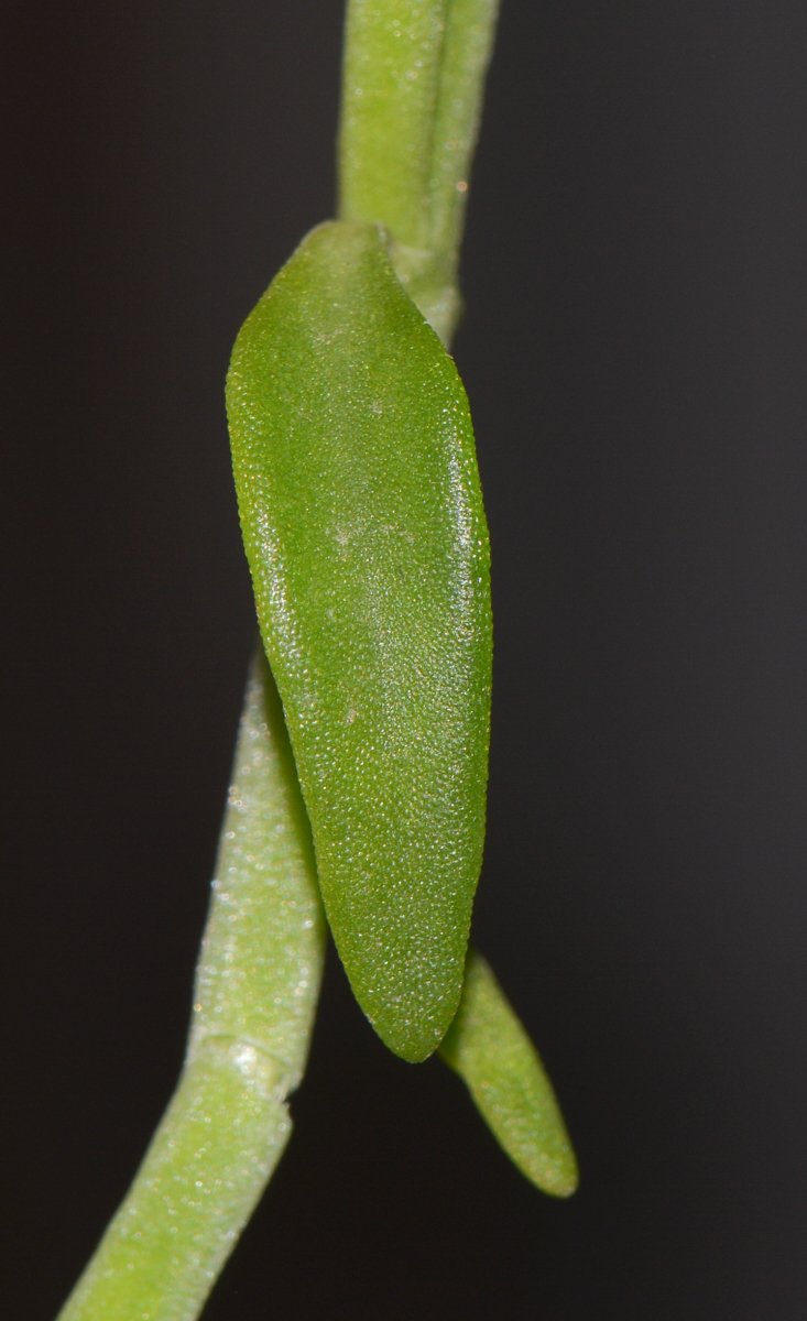 Image of genus Aptenia specimen.