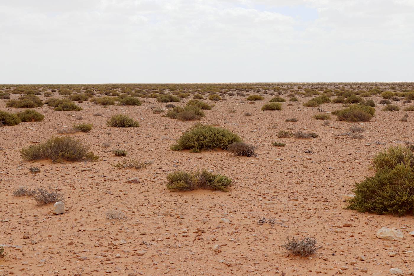 Image of Salsola tetrandra specimen.