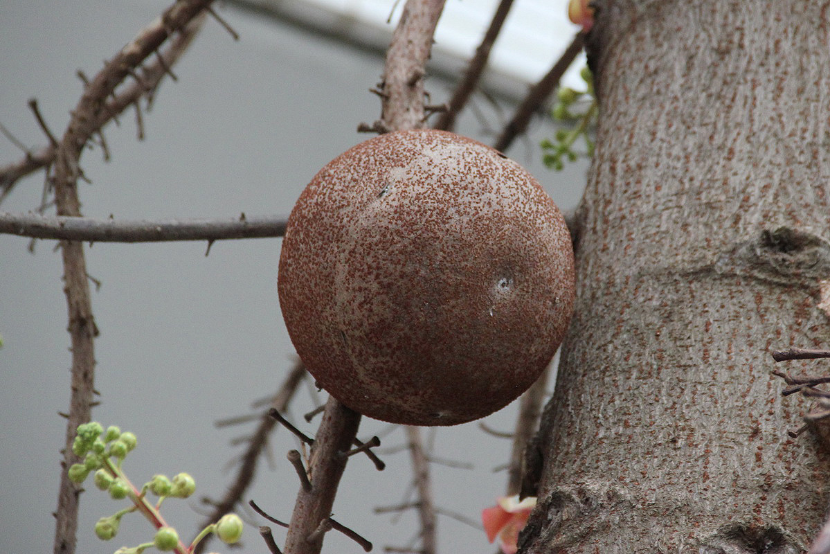 Изображение особи Couroupita guianensis.