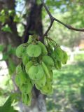 Ulmus laevis. Ветвь с соплодиями. Украина, Киев, Южная Борщаговка, ул. Симиренко. 2 мая 2010 г.