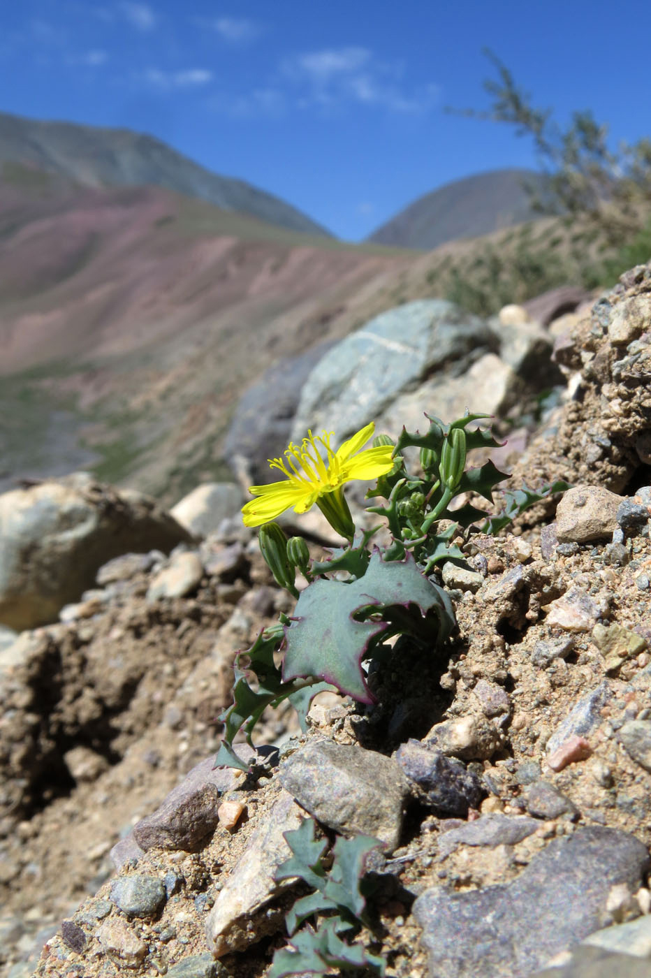 Image of Crepis karelinii specimen.