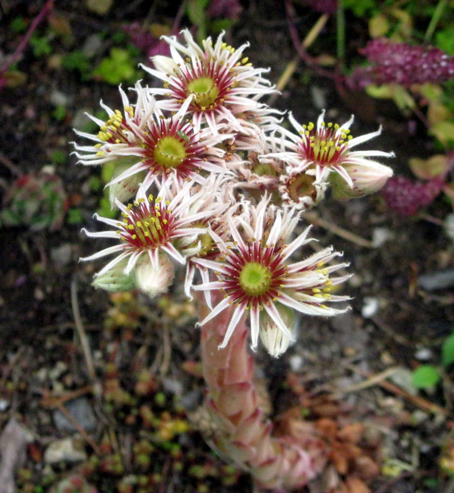 Image of Sempervivum tectorum specimen.