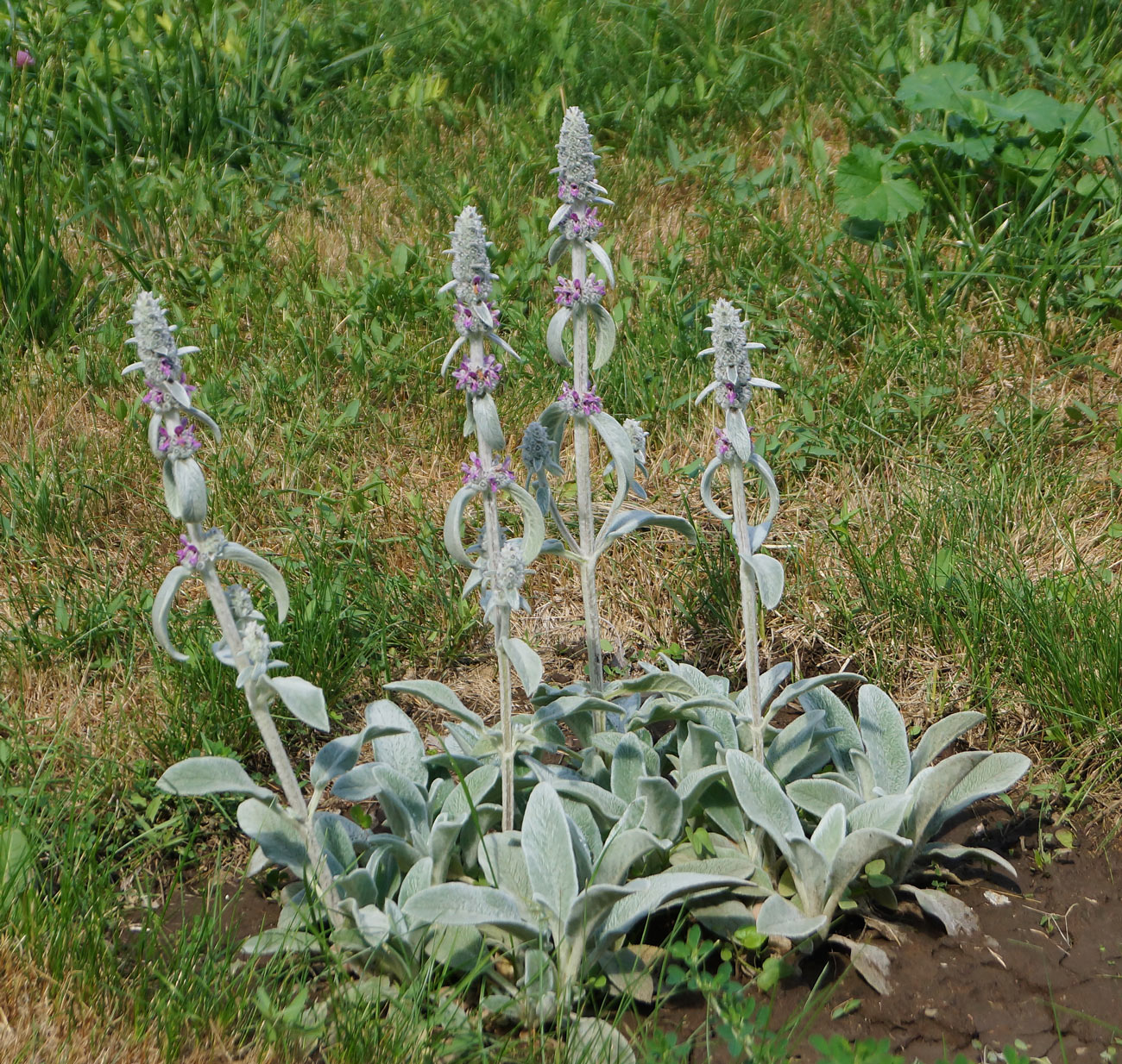 Изображение особи Stachys byzantina.