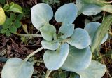 Mertensia maritima. Розетка листьев. Камчатка, Усть-Камчатск, пос. 2-й завод, задернованная прибрежная полоса Камчатского залива. 25.08.2016.