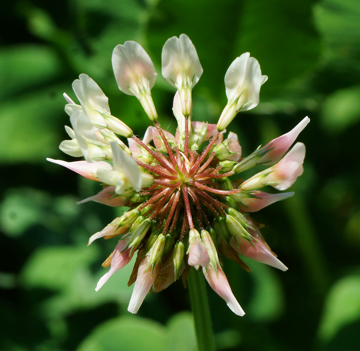 Image of Trifolium repens specimen.