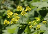 Bupleurum longifolium подвид aureum. Верхушки побегов с соцветиями. Средний Урал, Пермский край, Кунгурский р-н, окр. с. Филипповка, правый берег р. Сылва, подножие камня Ермак, край соснового бора. 16.07.2017.