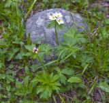 Anemonastrum fasciculatum. Цветущее растение. Кабардино-Балкария, Эльбрусский р-н, Терскольский лес, недалеко от поляны Чегет. 03.06.2008.