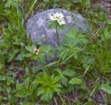 Anemonastrum fasciculatum