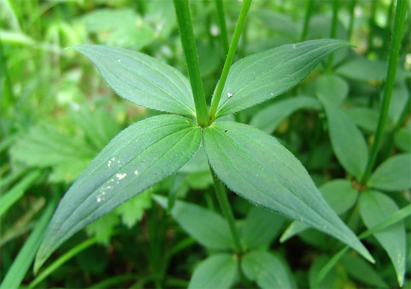Image of Asperula caucasica specimen.