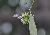 род Cestrum. Верхушка побега с соцветием и кормящейся бабочкой. Китай, Гуанчжоу, парк. 20.10.2017.