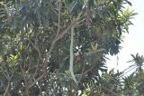 Eriobotrya japonica
