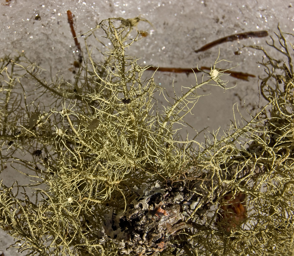 Image of genus Usnea specimen.