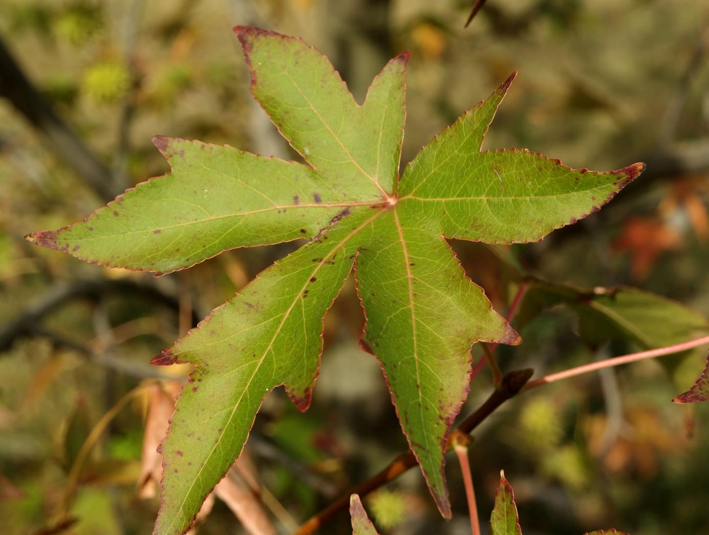 Image of Liquidambar styraciflua specimen.