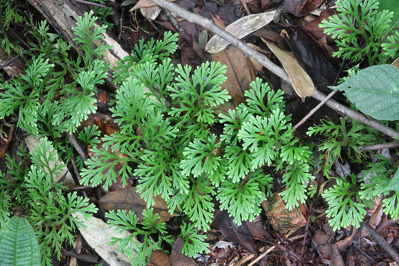 Image of genus Selaginella specimen.