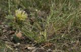 Astragalus resupinatus