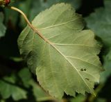 Crataegus chlorocarpa