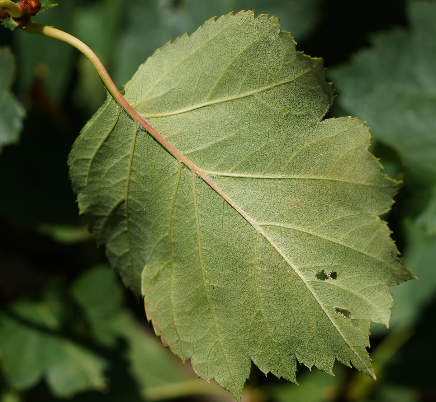 Image of Crataegus chlorocarpa specimen.