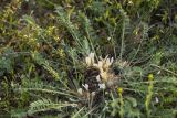 Astragalus dolichophyllus