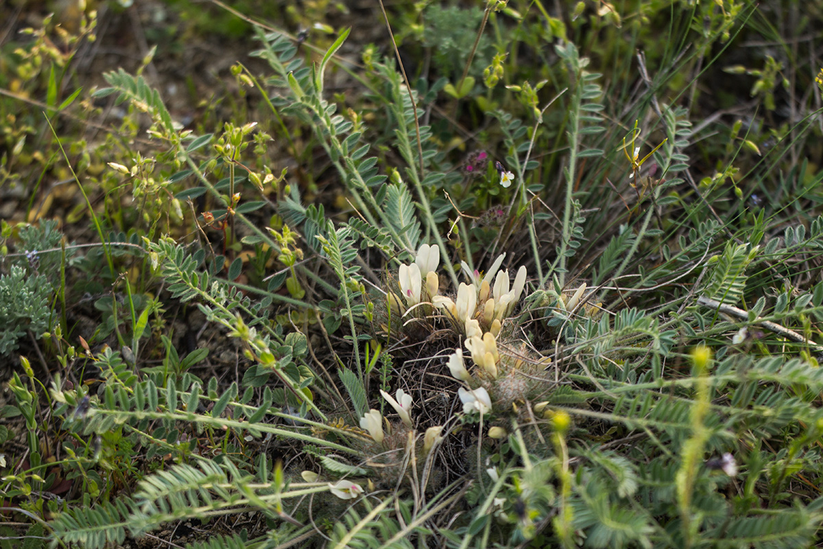 Изображение особи Astragalus dolichophyllus.