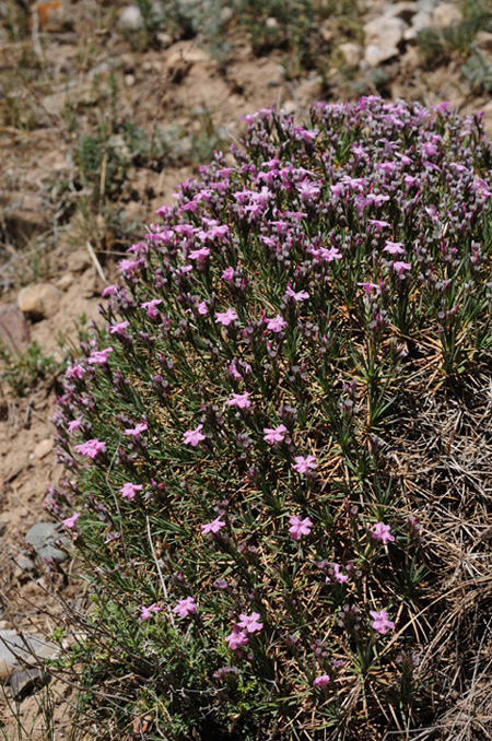 Image of Acantholimon alatavicum specimen.