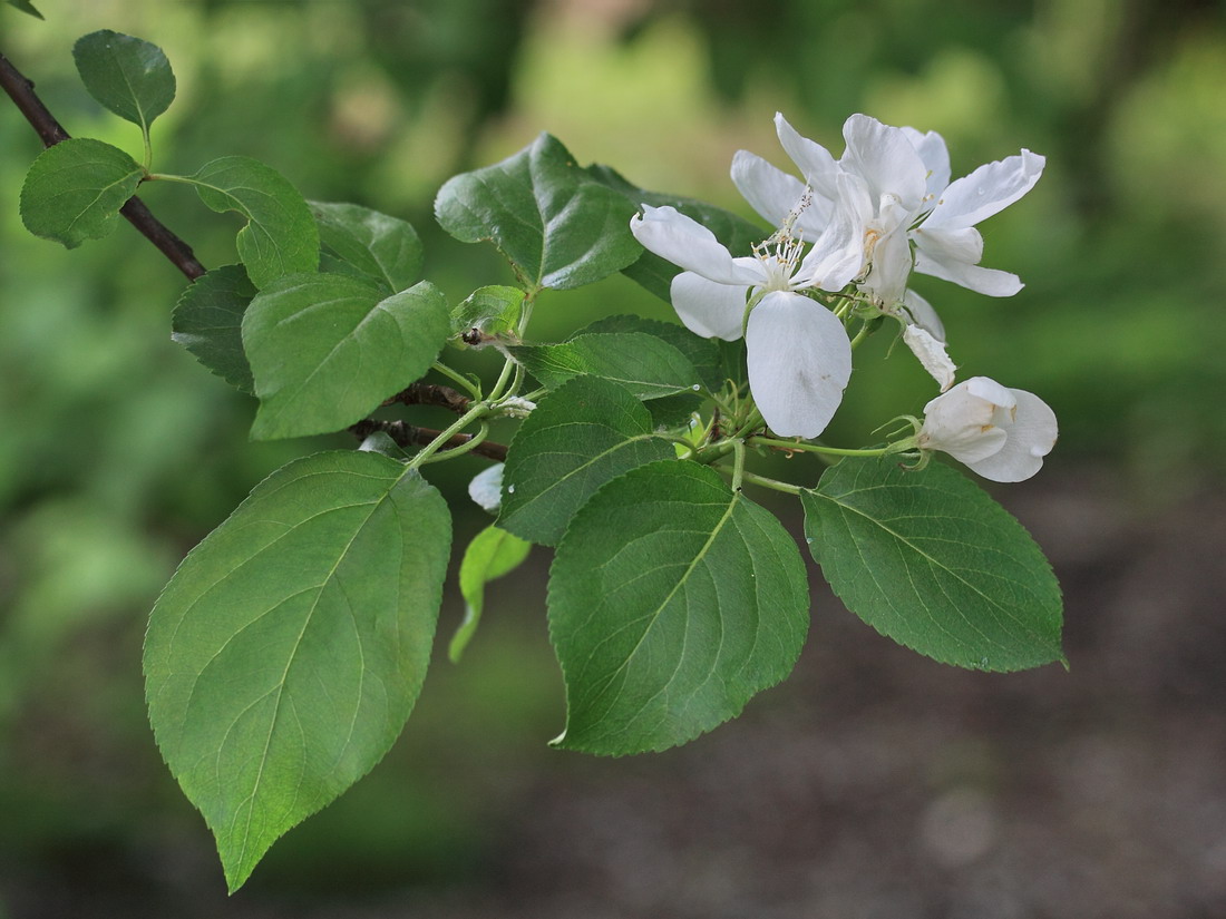 Image of Malus prunifolia specimen.
