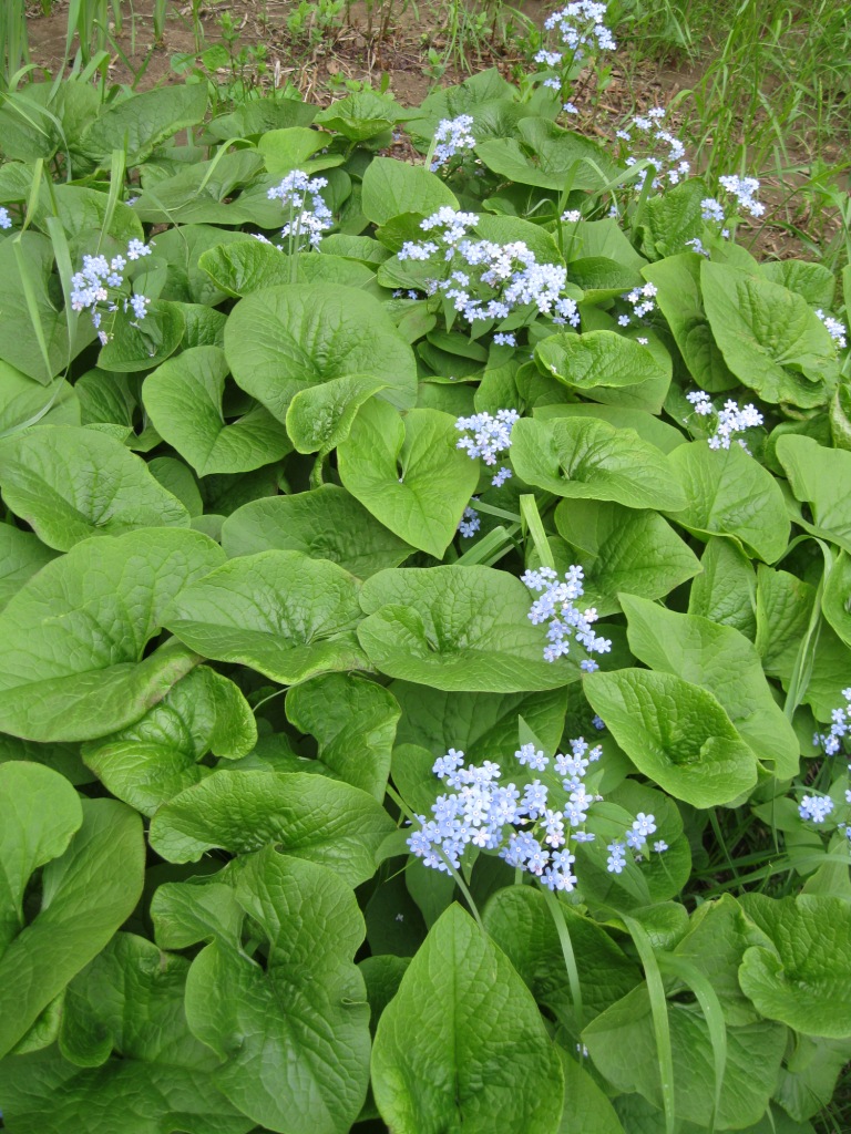 Image of Brunnera macrophylla specimen.